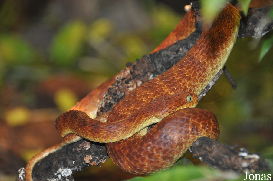 Atheris squamigera
