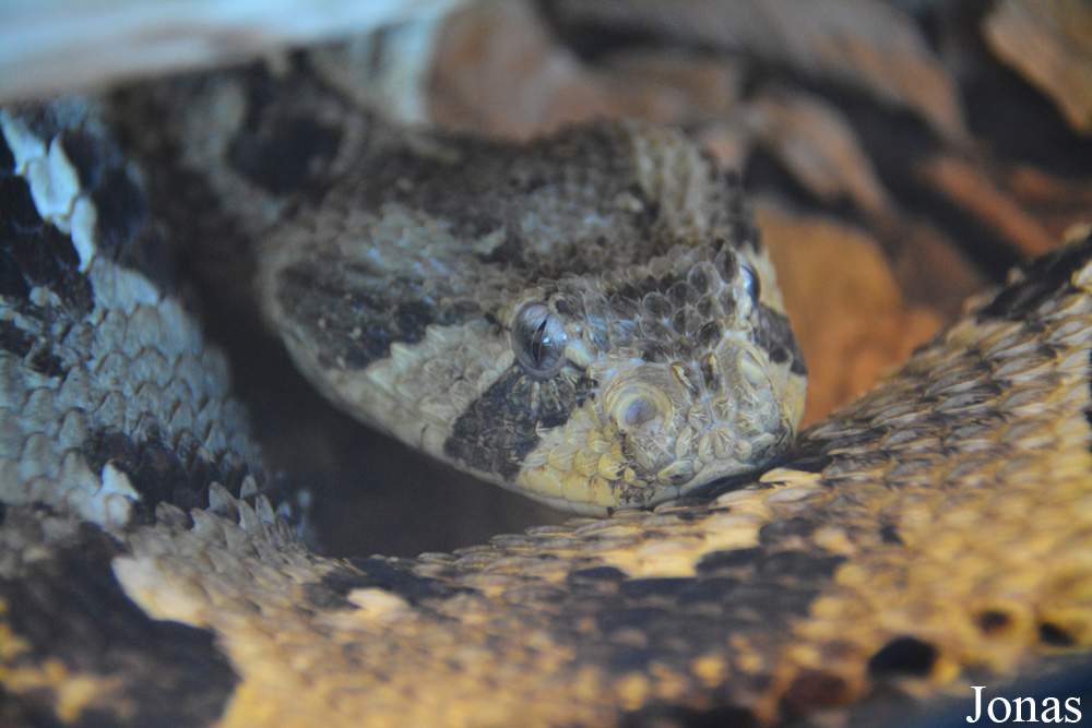 Bitis arietans