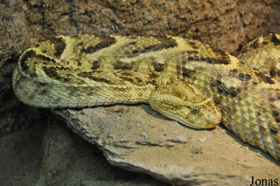 Bitis arietans