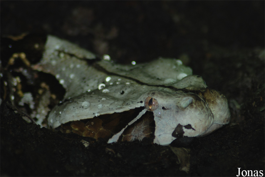 Bitis gabonica