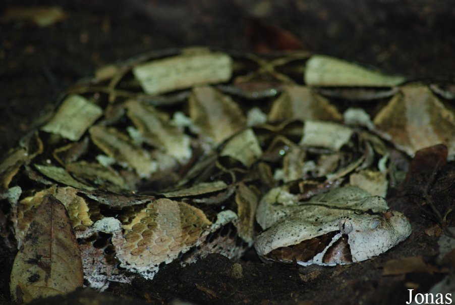 Bitis gabonica