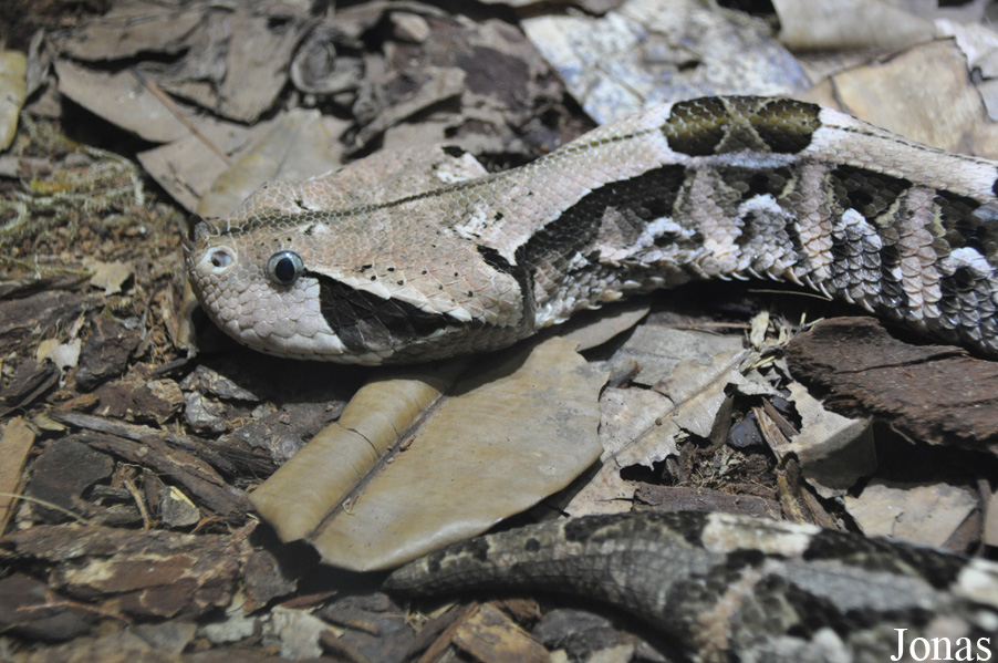 Bitis gabonica