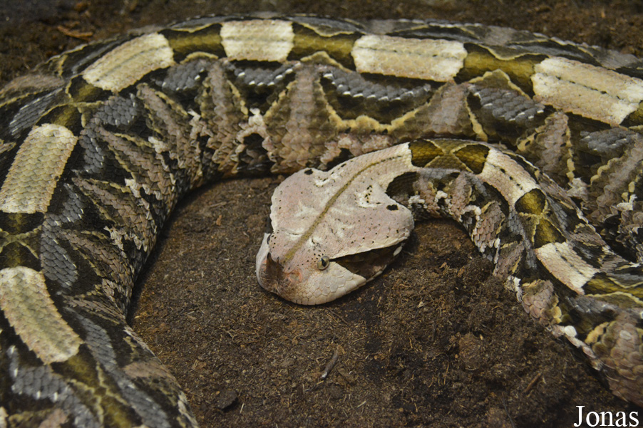 Bitis rhinoceros