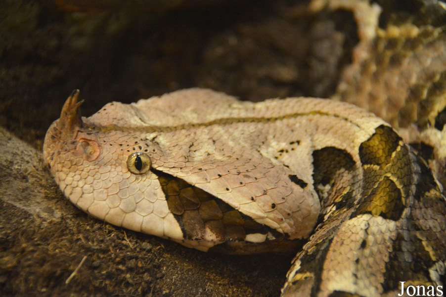 Bitis rhinoceros