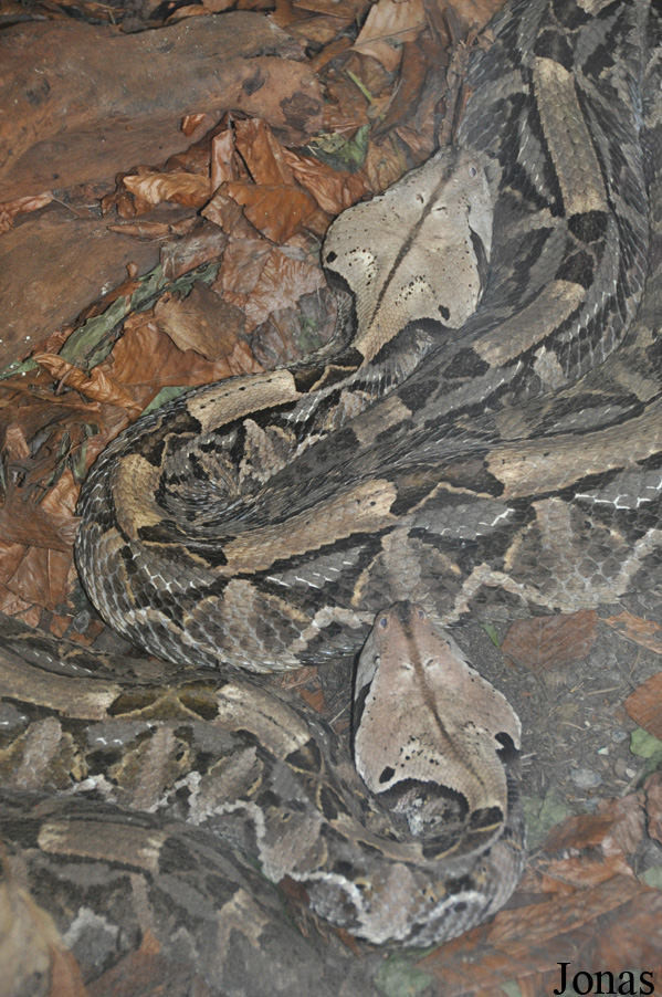 Bitis rhinoceros