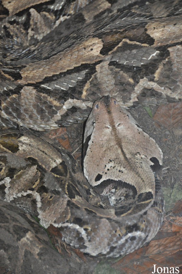 Bitis rhinoceros