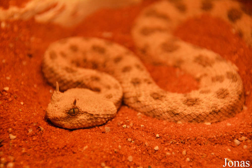 Cerastes cerastes