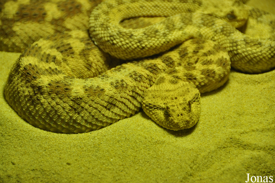 Cerastes cerastes
