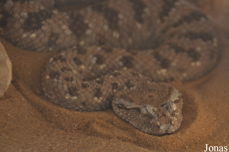 Cerastes gasperettii