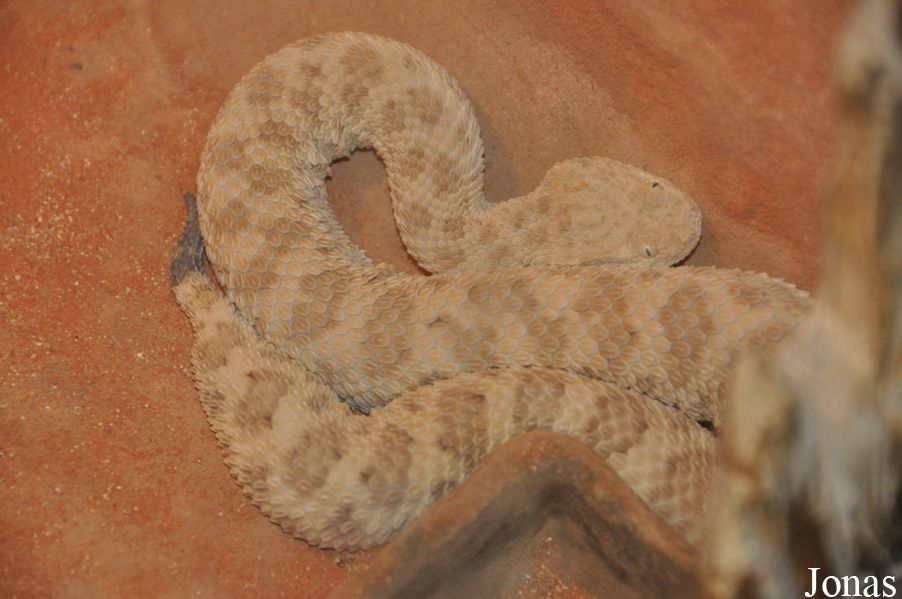 Cerastes vipera