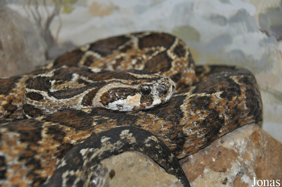 Daboia palaestinae