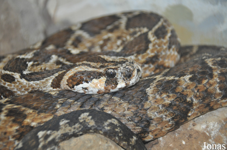 Daboia palaestinae