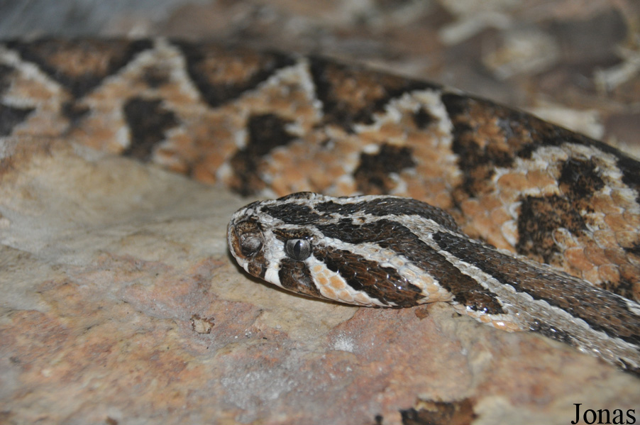 Daboia palaestinae