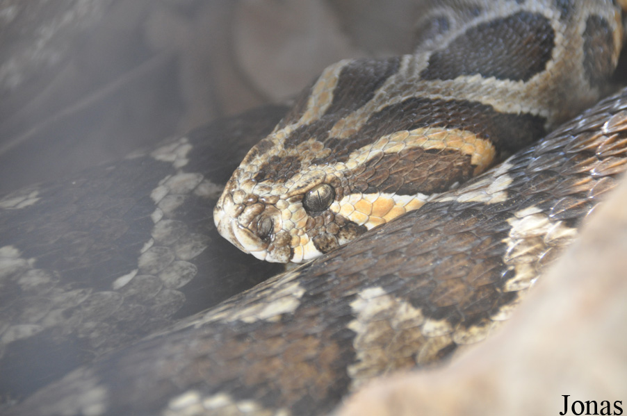 Daboia palaestinae