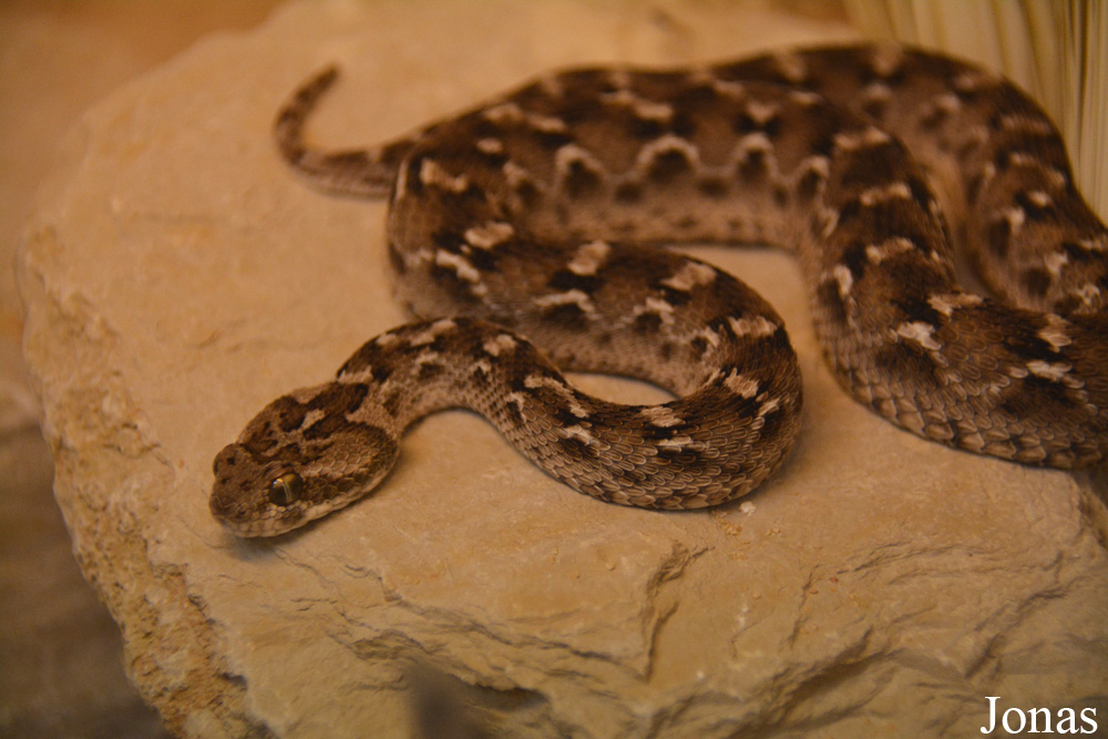 Echis ocellatus