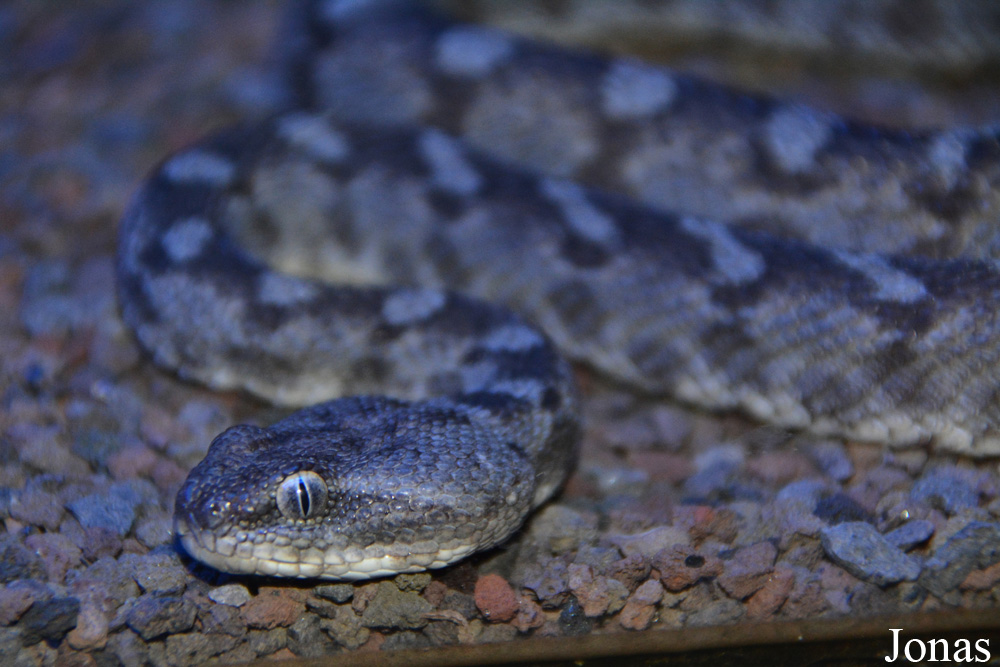 Echis omanensis