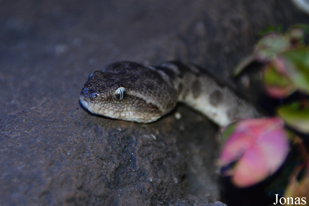 Echis omanensis