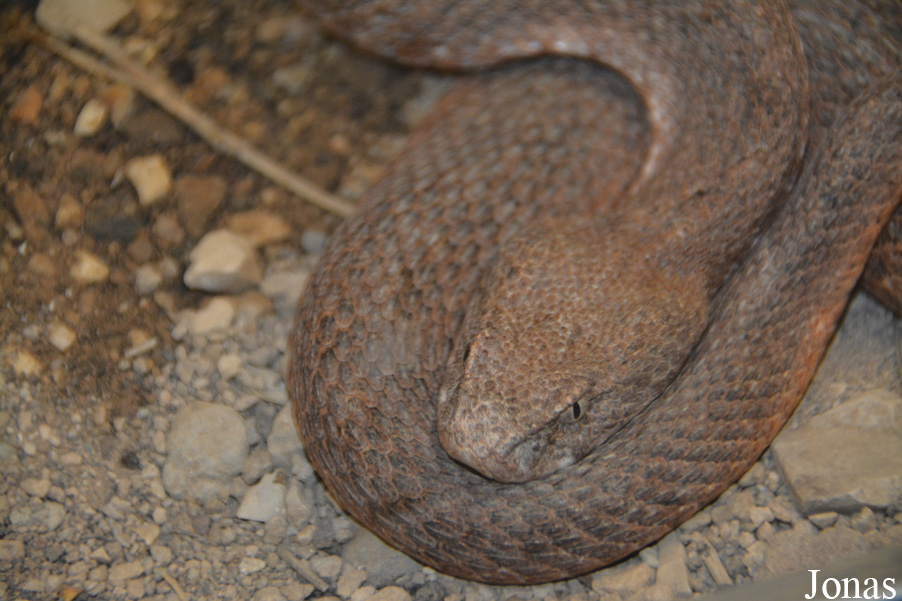 Macrovipera schweizeri