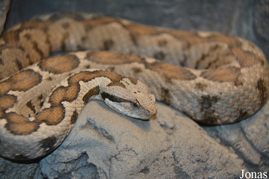 Montivipera xanthina