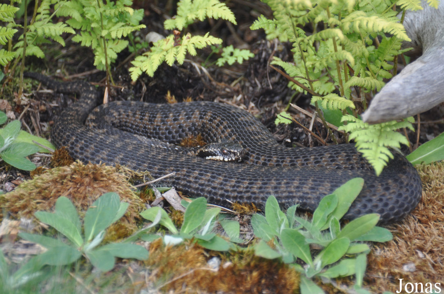 Vipera berus