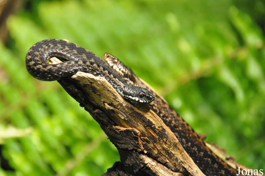 Vipera berus