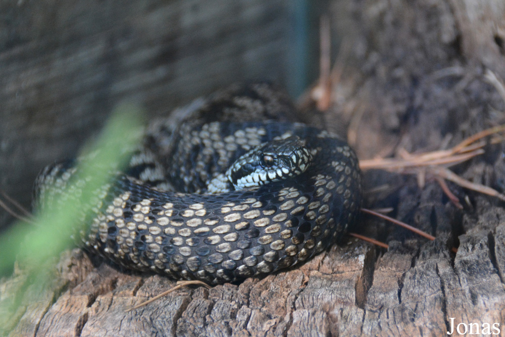 Vipera berus