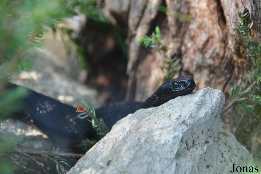 Vipera berus