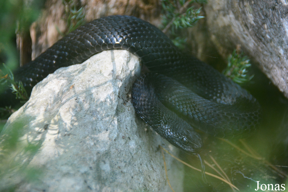 Vipera berus