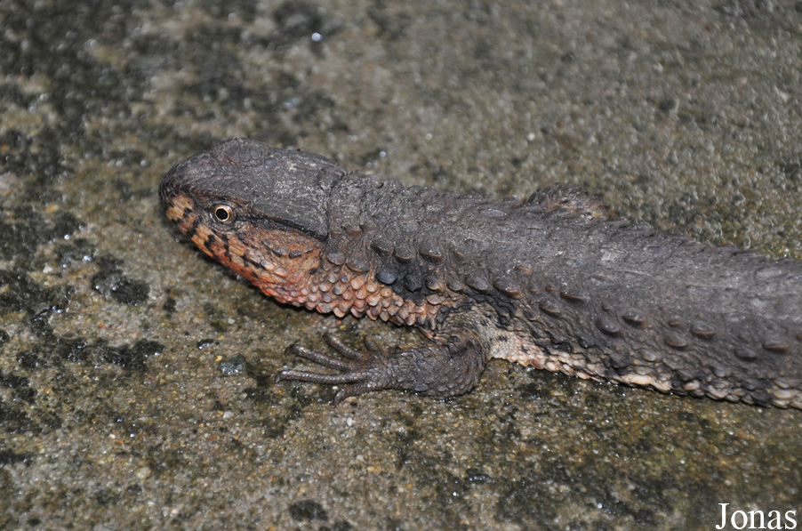 Shinisaurus crocodilurus