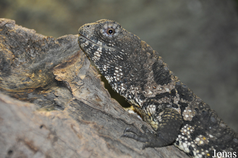 Shinisaurus crocodilurus