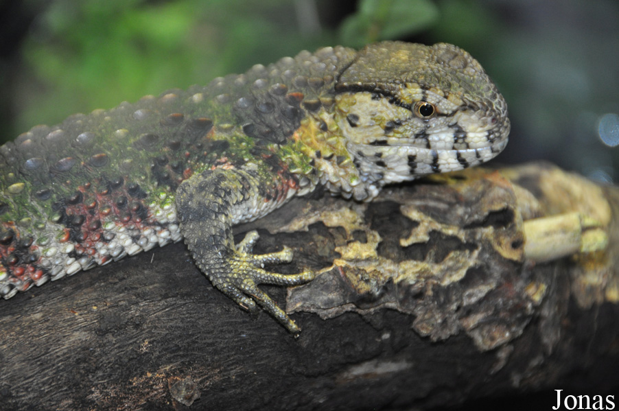 Shinisaurus crocodilurus