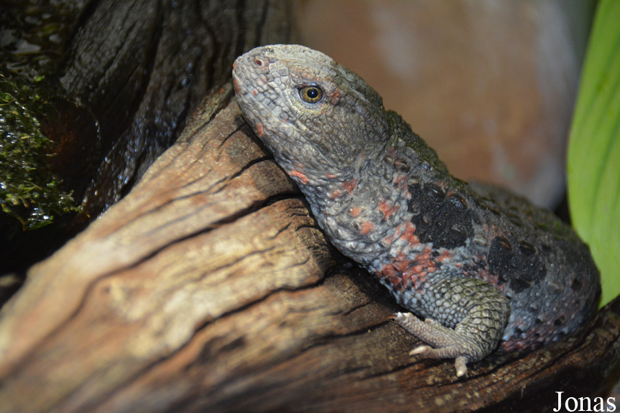 Shinisaurus crocodilurus
