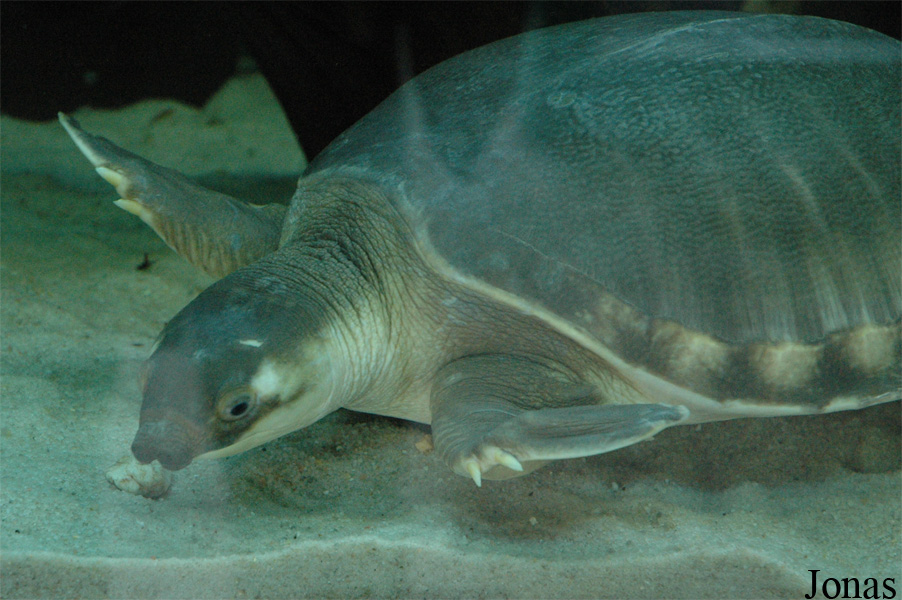 Carettochelys insculpta