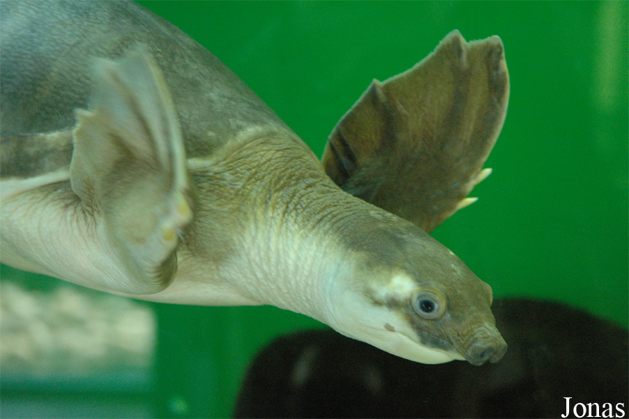 Carettochelys insculpta