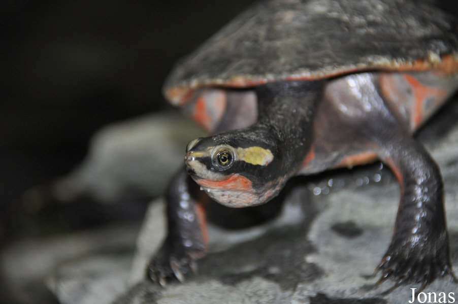 Emydura subglobosa