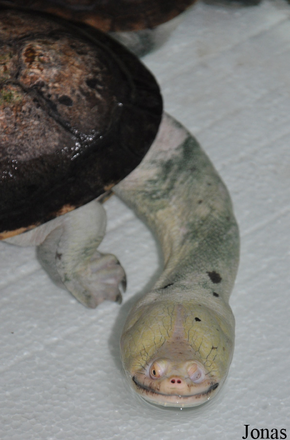 Hydromedusa tectifera