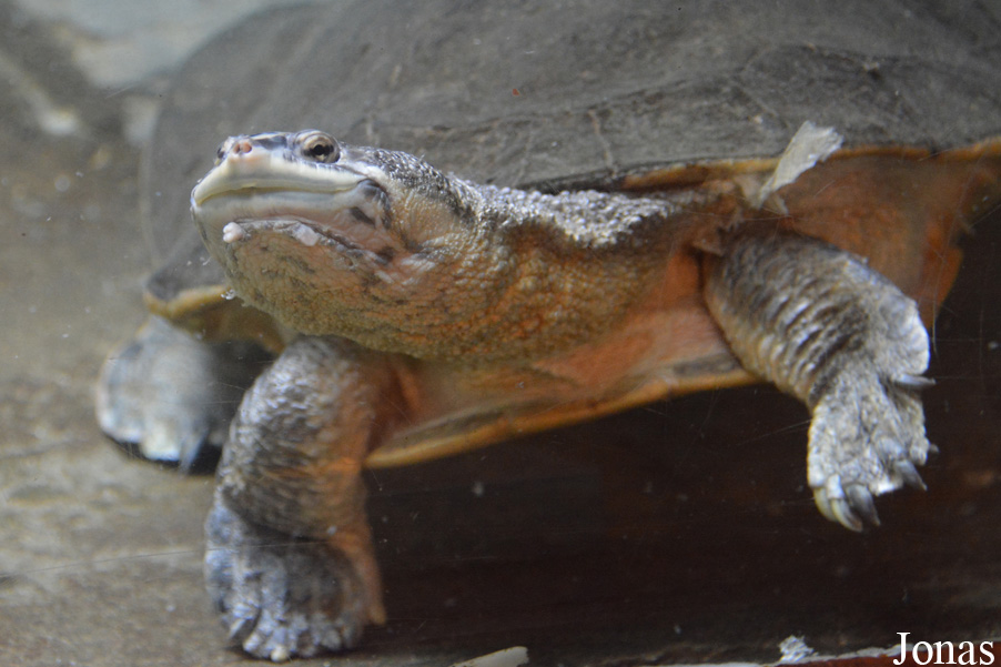 Phrynops geoffroanus