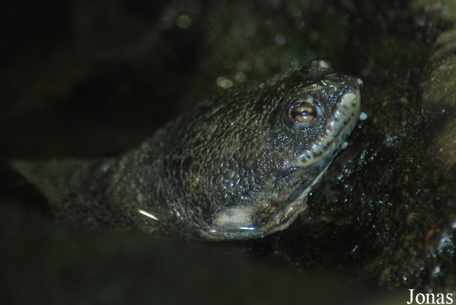 Phrynops geoffroanus