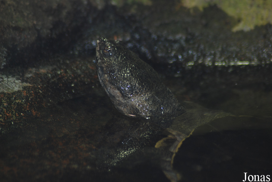 Phrynops geoffroanus