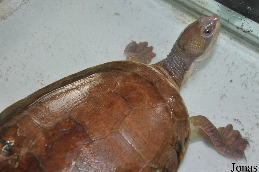 Phrynops gibbus