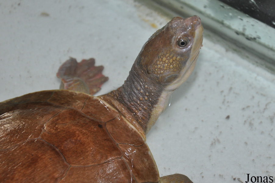 Phrynops gibbus