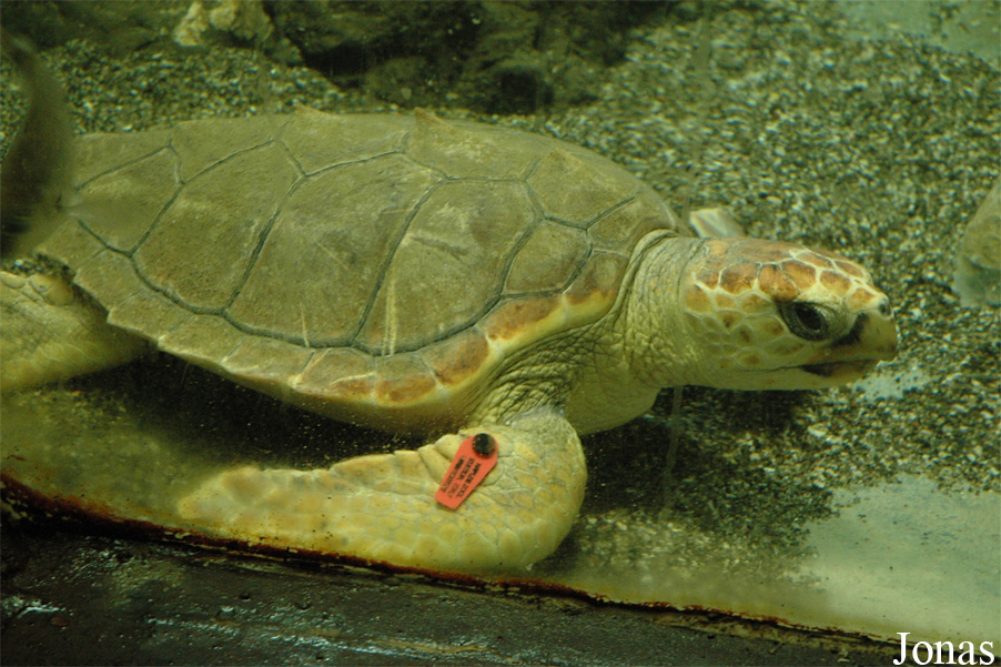 Caretta caretta