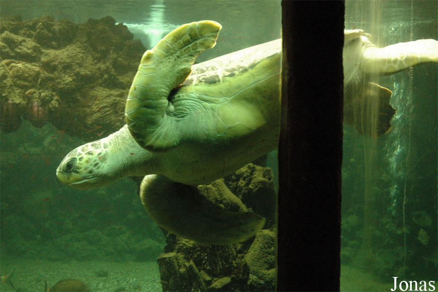 Caretta caretta