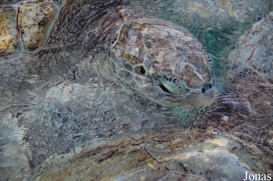 Chelonia mydas