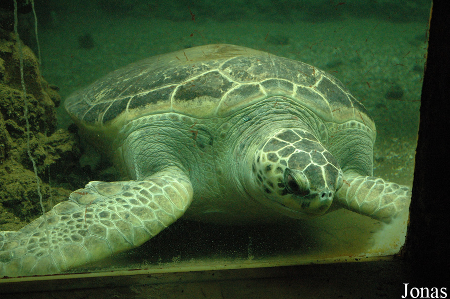 Chelonia mydas