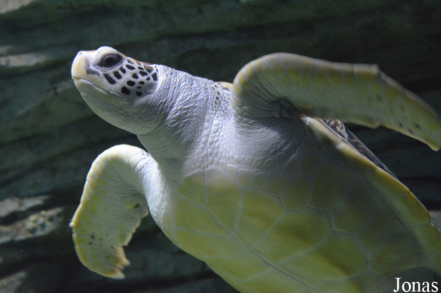 Chelonia mydas