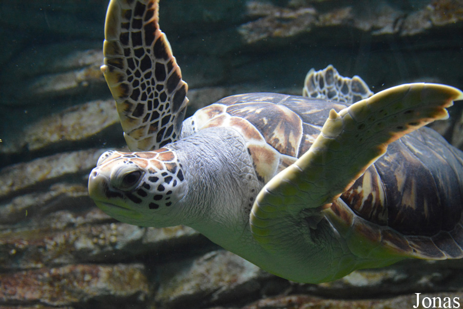 Chelonia mydas