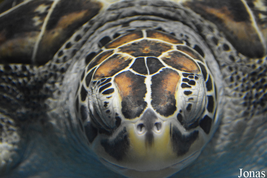 Chelonia mydas