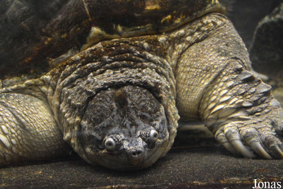 Chelydra serpentina