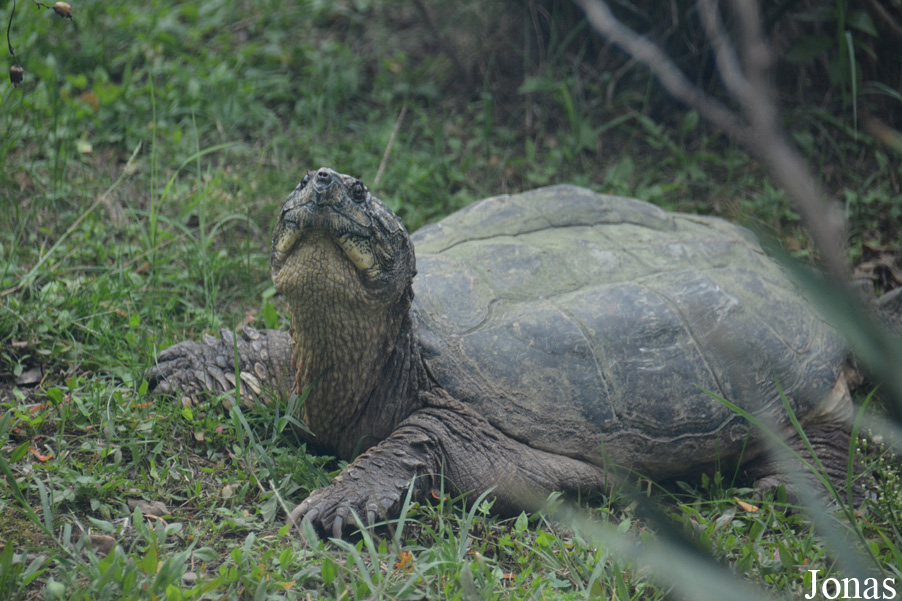 Chelydra serpentina